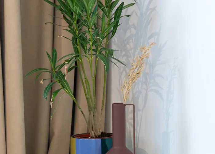 Apartman Koa - Zena Brassó